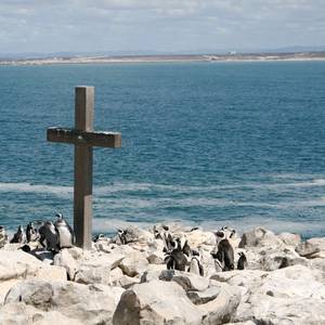 African Penguins Endangered by Ship Bunkering Noise in Algoa Bay, Study Finds