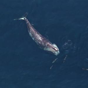 NOAA Proposes New Vessel Speed Regulations to Protect North Atlantic Right Whales