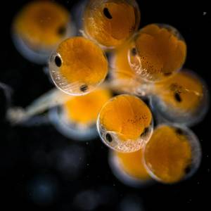 The Biggest Conservation Commitment in the World
