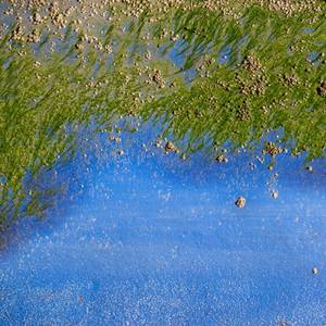 eDNA Used to Detect Invasive Species in Canadian Arctic