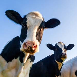 MOL Sees Cow Manure as Path to Slash Vessel Emissions