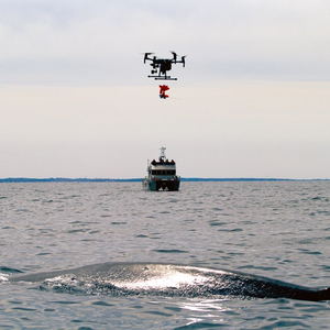 VIDEO: BOEM, NOAA Use Drones to Tag Endangered Whales