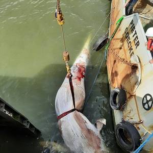 Dead Whale Found in Port of Antwerp