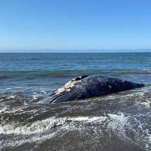 Ship Strikes Kill Gray Whales in San Francisco Bay Area