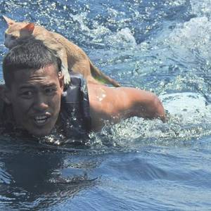 Thai Navy Scrambles to Save Cats from Sinking Ship