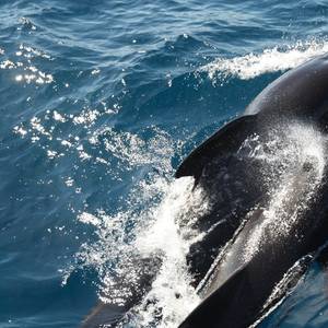 Orcas Sink Sailing Yacht in Strait of Gibraltar
