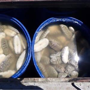 Nineteen Illegal Fishers Plead Guilty in Australia