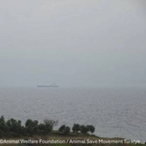 Cattle Ship Delayed in Turkey