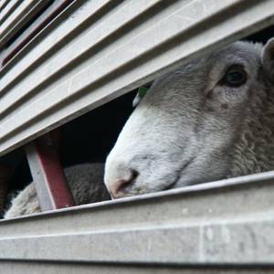 Australia Recalls Livestock Carrier Destined for Middle East
