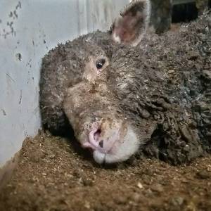 Australian Senate Passes Live Sheep Export Ban
