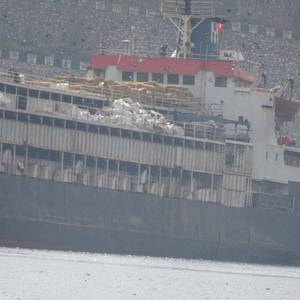 Ninety Newborn Calves Unaccounted for on Livestock Carrier