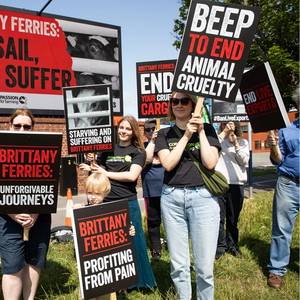 Protesters Call for Halt to Live Calf Exports
