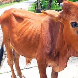 Indonesia Finds Disease in Cows Shipped from Australia
