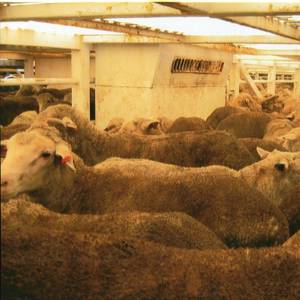 Animal Welfare Groups Call For Live Sheep Export Ban Timetable