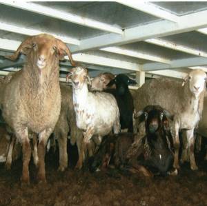 Australia's Sheep Export Ban Passes House of Representatives