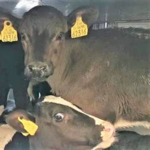 European Commission Urged to Take Action on Calves