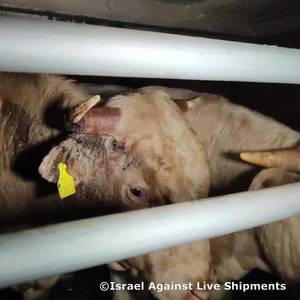 Open Letter: Please Stop Shipping Live Animals into War Zones