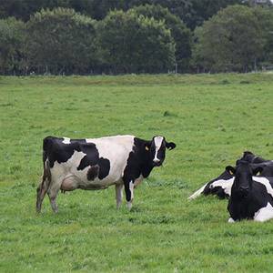 MOL Mulls Cow Dung for Fuel