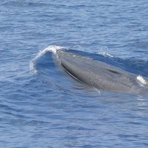 Endangered Gulf of Mexico Whale Threatened by Oil and Gas Vessel Strikes