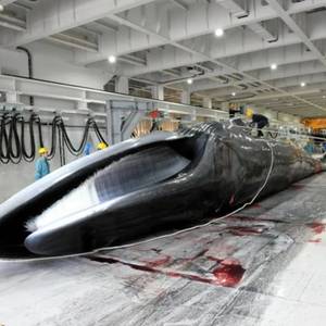 Japan Kills First Fin Whale in Commercial Whaling Program