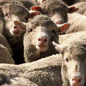 Report: Observer Program Failing Australian Sheep