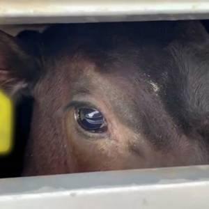 Secret Footage Shows Calves Beaten Before Export