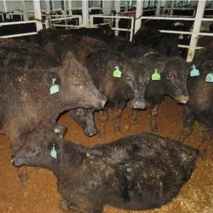 NZ Government Drops Plans to Revive Live Export Trade