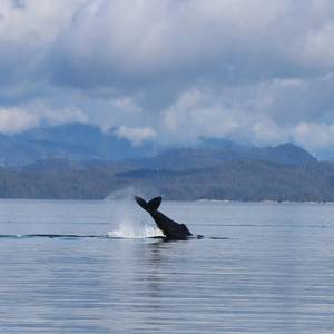 Sea.AI Technology Supports European Initiative to Protect Whales