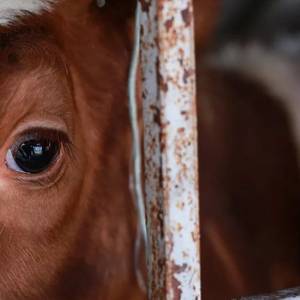 Concerns Voiced over Potential Restart of New Zealand’s Live Export Industry