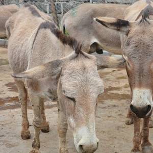 Swire Shipping Bans Carriage of Donkey Skins