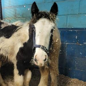 Smuggled Horses Intercepted at Port