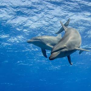 High Seas Treaty to Enter into Force