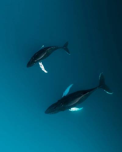 Two Humpback whales (Megaptera novaeangliae) from aerial view in the arctic (photo: Michael Schauer)