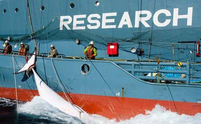 A Japanese whaling fleet's harpoon vessel with a slaughtered minke whale in Mackenzie Bay (photo: Glenn Lockitch/ Sea Shepherd Australia)