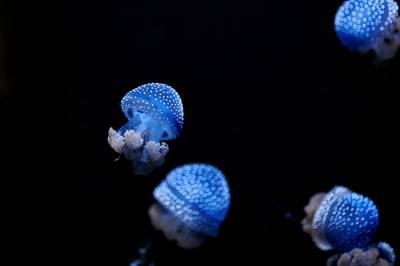 © MSCT / Adobe Stock