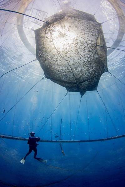 Aquaculture off the coast of Kona, Hawai'i Island. Photo by Jeffrey Milisen, courtesy NOAA.