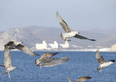 Black Sea birds near pipeline route:Image courtesy of South Stream 