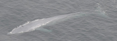 Blue whale in the Pacific Ocean. Photo credit: Jessica Morten, Channel Islands National Marine Sanctuary, National Ocean Service, NOAA
 
