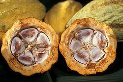 Cocoa Pod