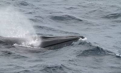 Credit: NOAA Fisheries/Errol Ronje (Permit #14450)