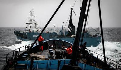 Dangerous approaches: Photo courtesy of Sea Shepherd/Eliza Muirhead