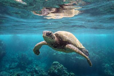 Hapag-Lloyd for example refuses to transport turtles on board the ships (Photo: Hapag-Lloyd)