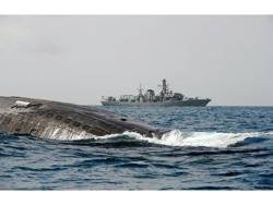 HMS Westminster in background: Photo credit MOD