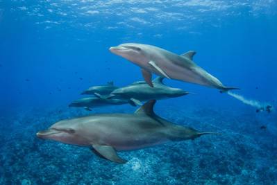 For Illustration Only - Image by Bernard Beaussier/AdobeStock