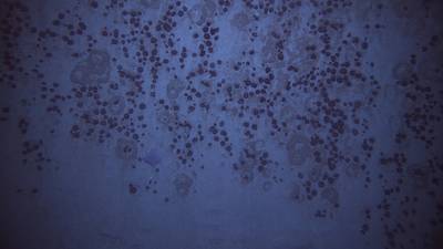 Image courtesy of Investigation of an Historic Seabed Mining Test Site on the Blake Plateau, NOAA Ocean Exploration