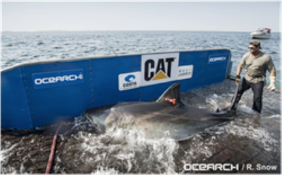 Image courtesy of OCEARCH