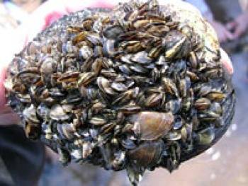 Invasive Zebra Mussels from ballast water: Image in public domain