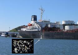 Invisible passengers. When ships discharge their ballast water, microscopic plankton, crab larvae and other potentially  harmful species often spill out as well. (Credit: SERC)