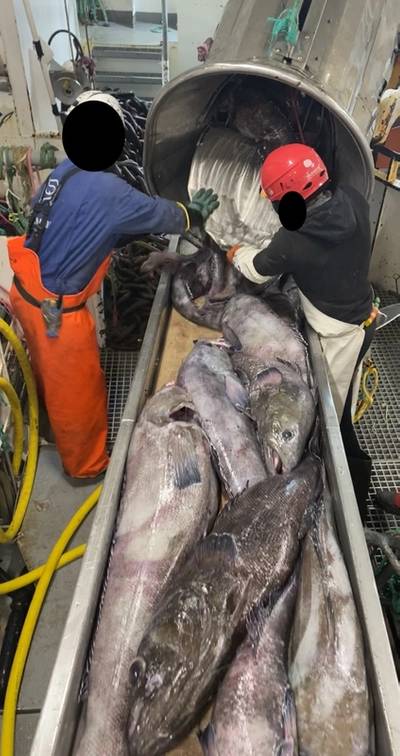 F/V Ocean Azul crew members release catch from a protection cage on the interior operations deck (Photo: Pesquera Azul)