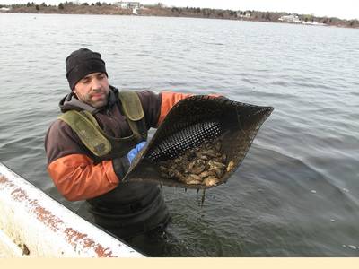 Oyster farmer Perry Raso at Matunuck Oyster Farm in Rhode Island (Photo courtesy of the NOAA)